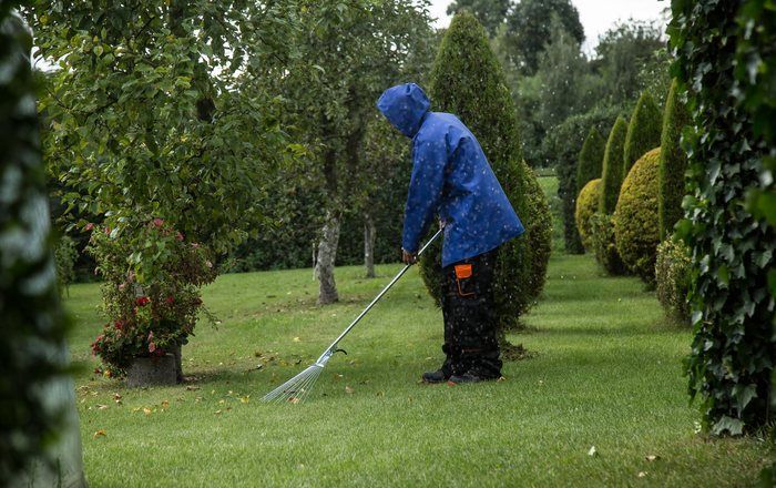 A person raking fallen leaves in a garden on an overcast autumn day